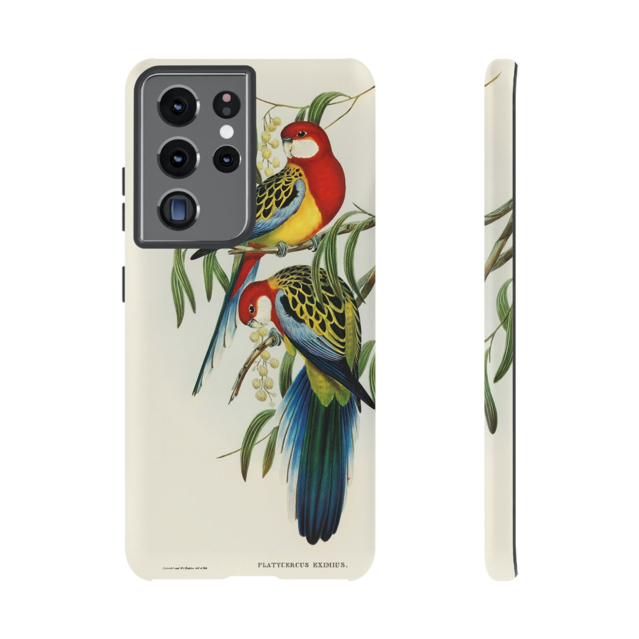 Rosehill Parakeet by Elizabeth Gould - Tough Case
