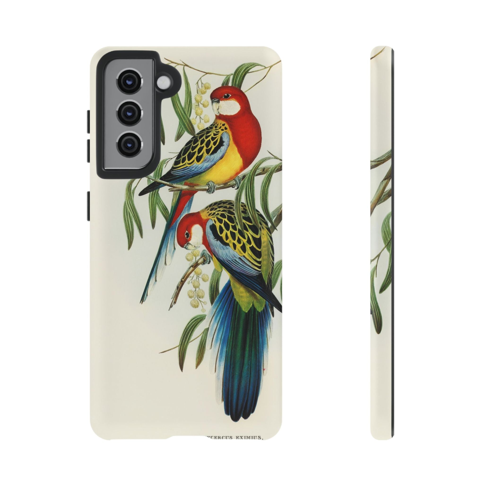Rosehill Parakeet by Elizabeth Gould - Tough Case