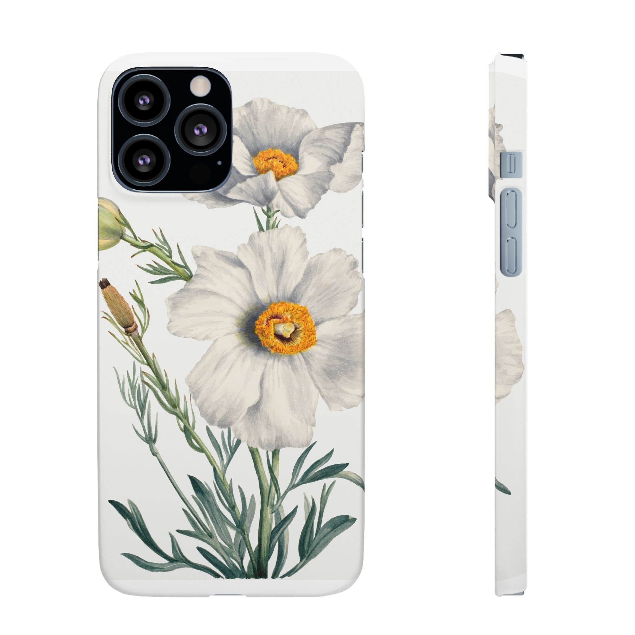 Matilija Poppy by Mary Vaux Walcott - Snap Case