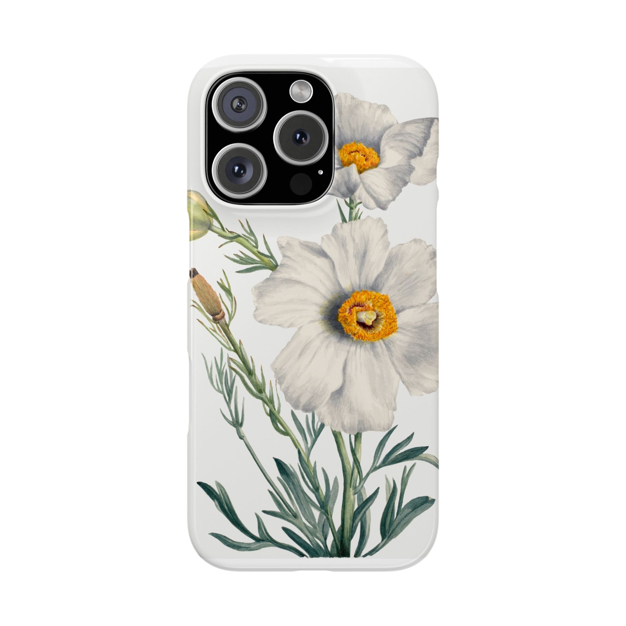 Matilija Poppy by Mary Vaux Walcott - Snap Case