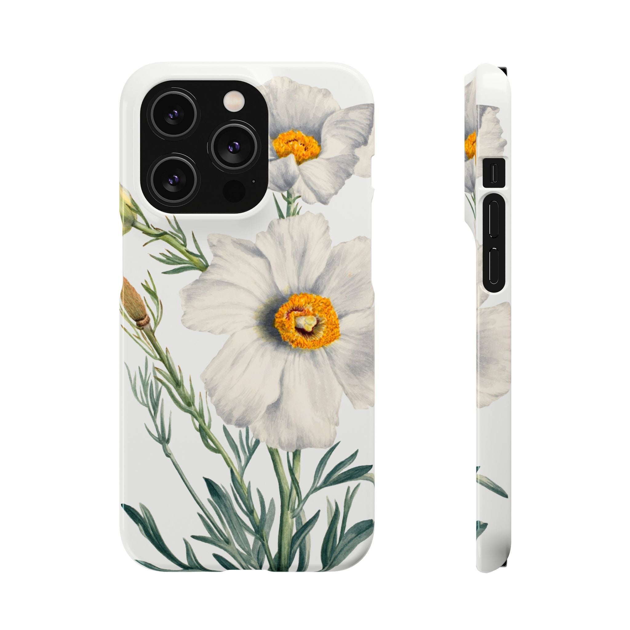 Matilija Poppy by Mary Vaux Walcott - Snap Case