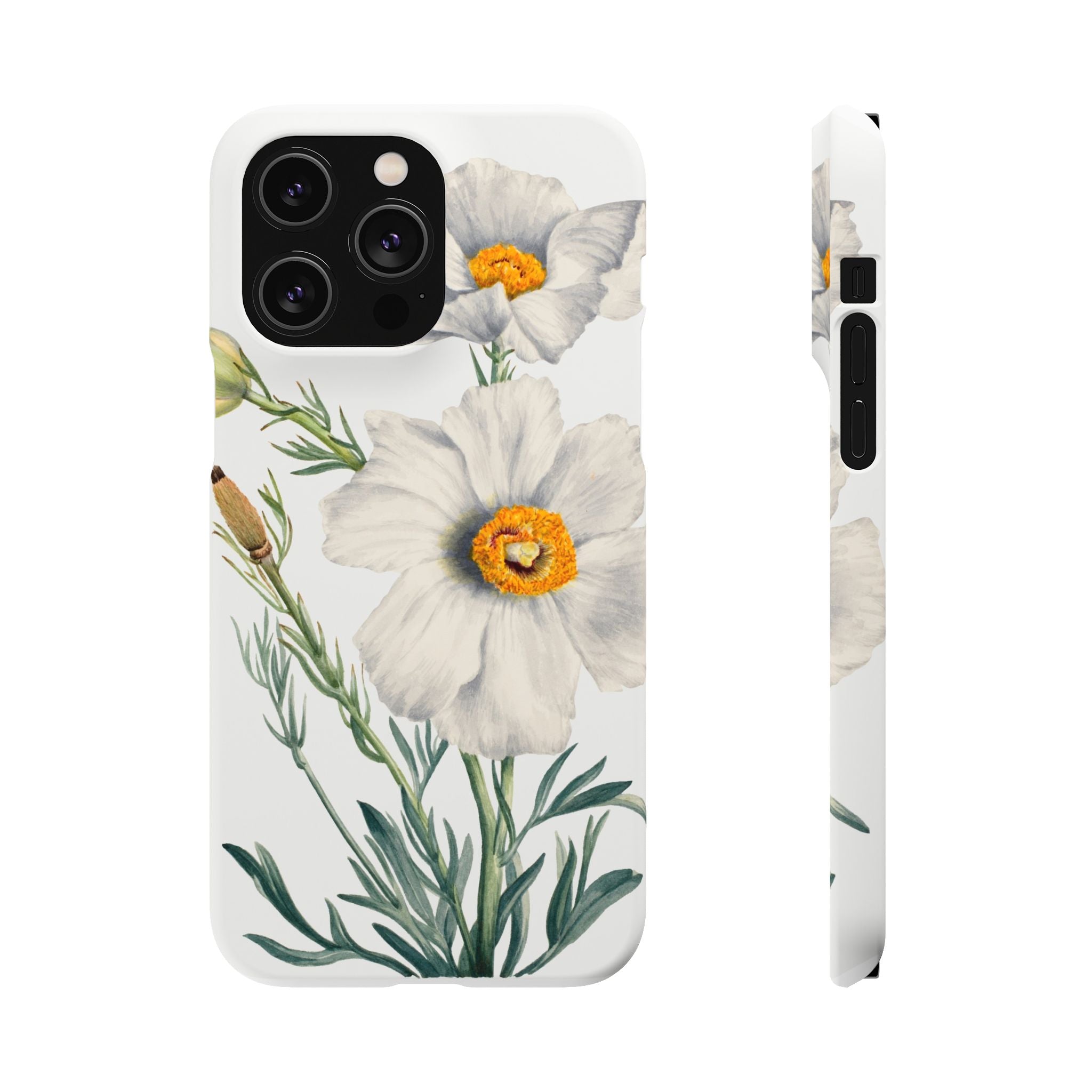 Matilija Poppy by Mary Vaux Walcott - Snap Case