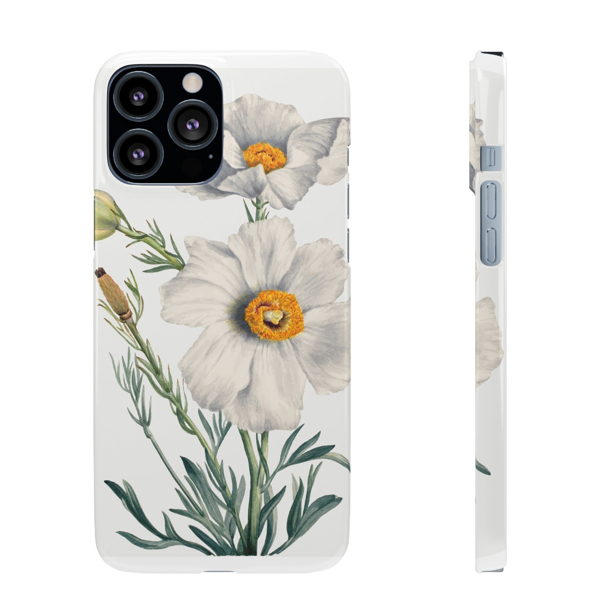 Matilija Poppy by Mary Vaux Walcott - Snap Case