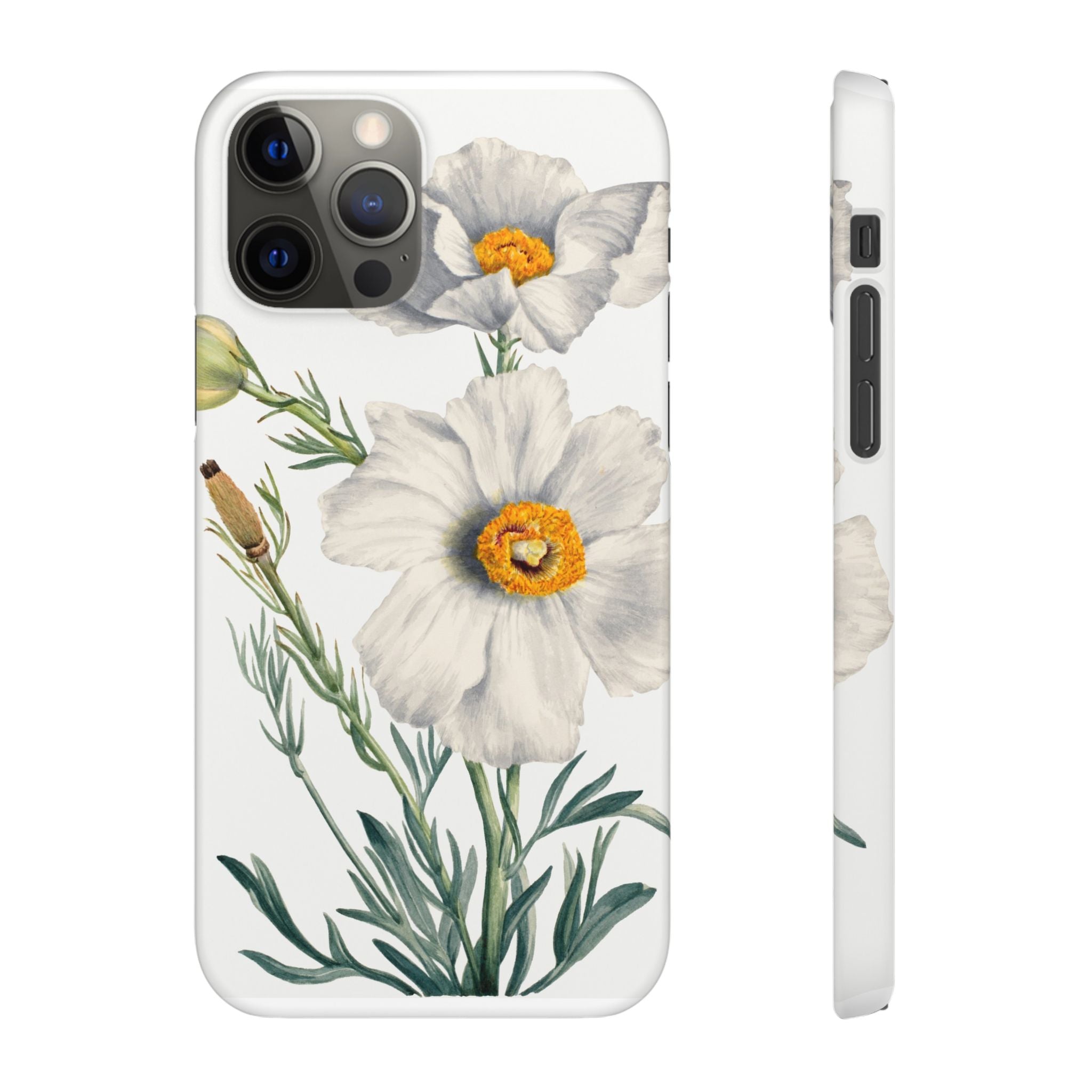 Matilija Poppy by Mary Vaux Walcott - Snap Case