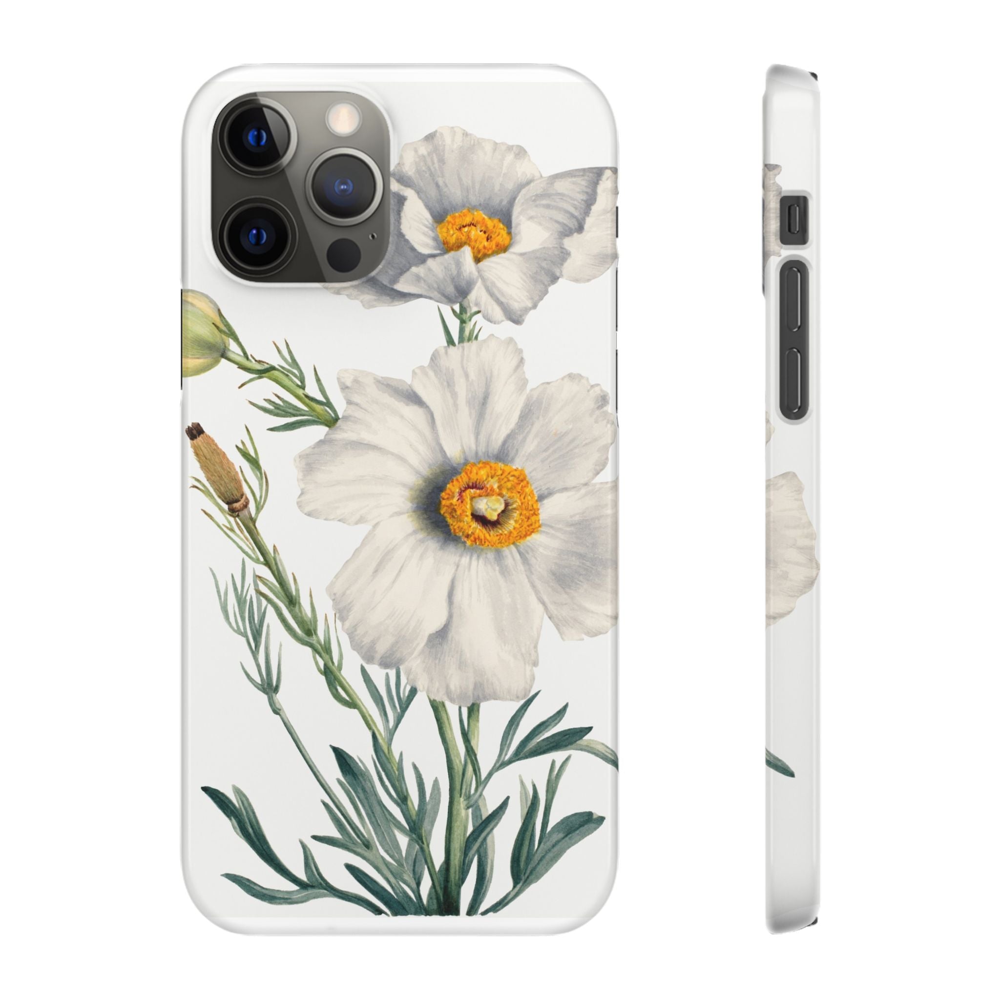 Matilija Poppy by Mary Vaux Walcott - Snap Case